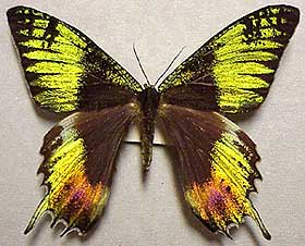 Urania ripheus melanistic (Internet Image property of respective owner, non-commercial use only)